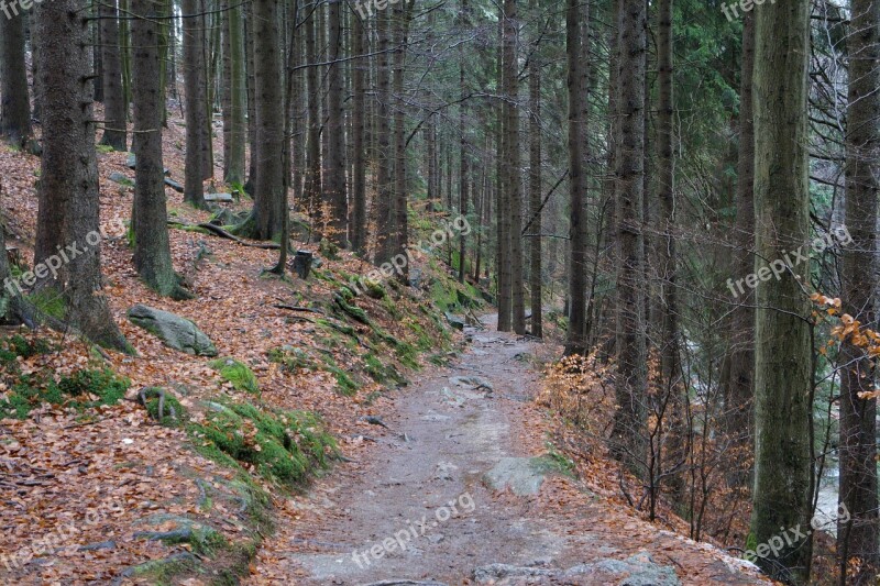 Forest Path Giant Mountains National Park Gorgeous Nature