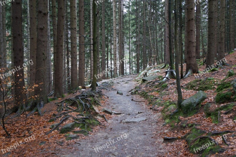 Forest Path Giant Mountains National Park Gorgeous Nature