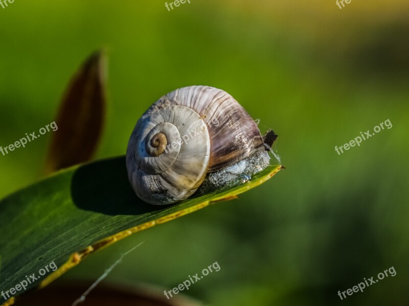 Snail Invertebrate Nature Leaf Animal