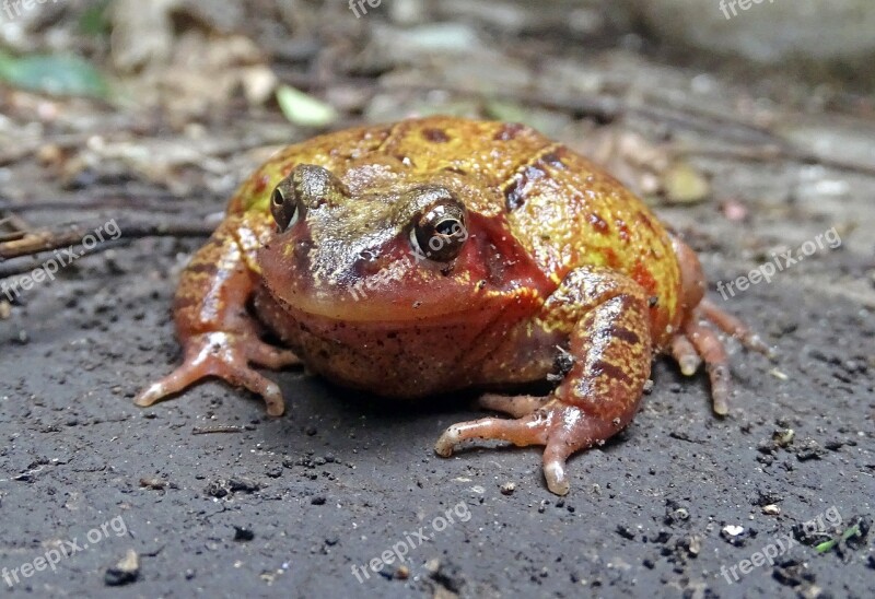 Nature Wildlife Outdoors Animal Frog