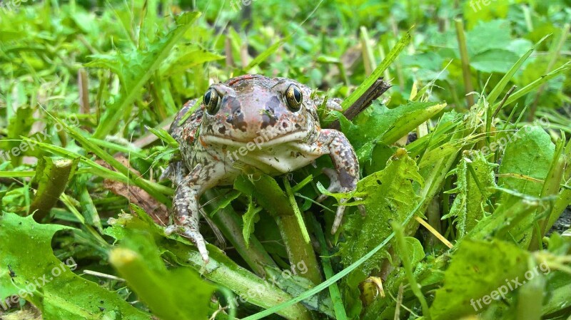 Nature Leaf Moisture Plant Animals