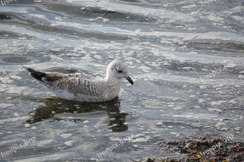 Bird Body Of Water Nature Sea Fauna