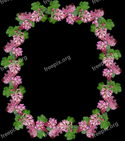 Frame Border Flowering Currant Free Photos