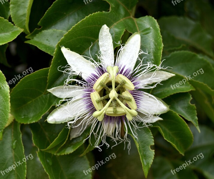 Nature Flora Leaf Flower Garden