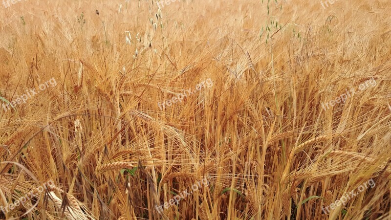 Straw Wheat Cereal Bread Gold