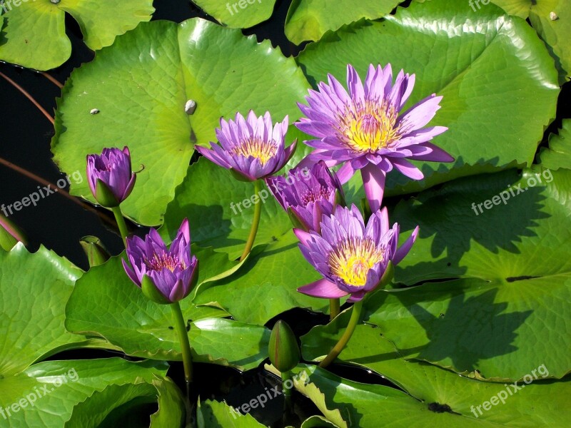 Nymphaeaceae Nymphaea Flower Flowers Free Photos