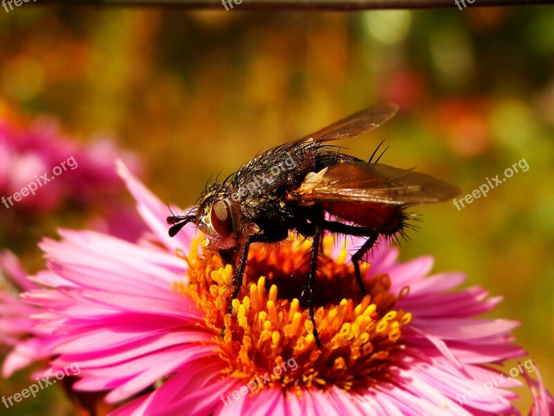 Insect Nature Flower Plant Closeup