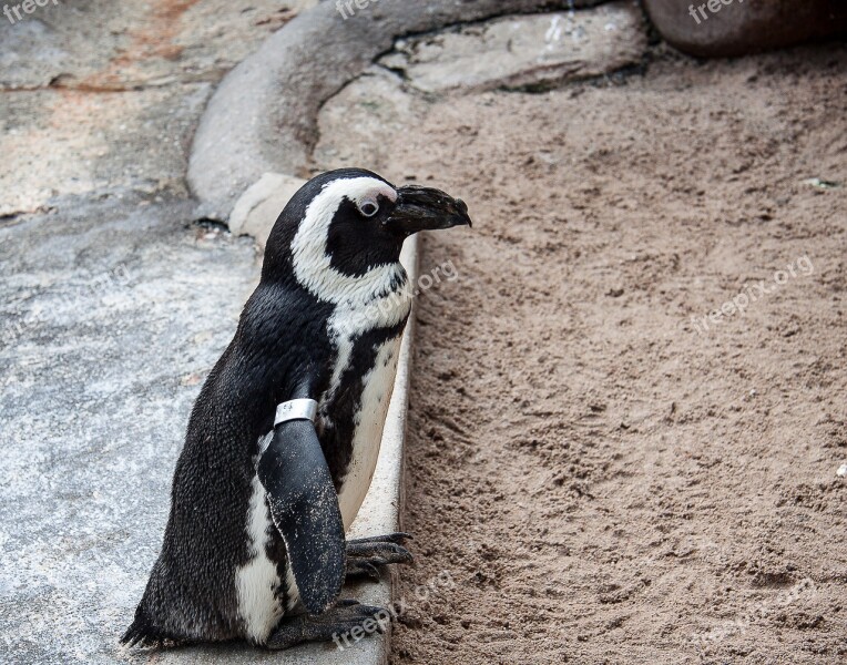 Humboldt Penguin Bird Animal Zoo Free Photos