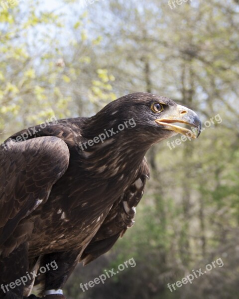 Birds Of Prey Valk Majestic Birds Wildlife