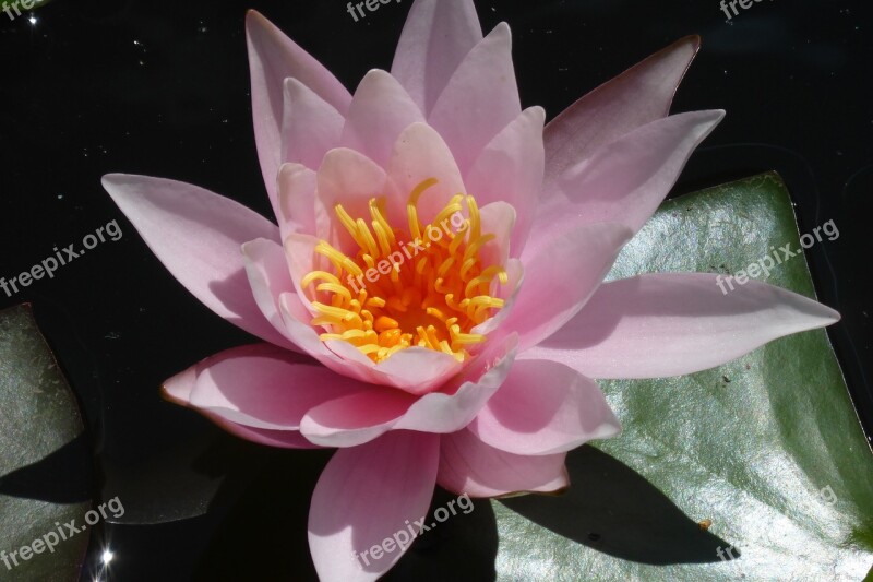 Lotus Flower Puddle Plant Water Lily