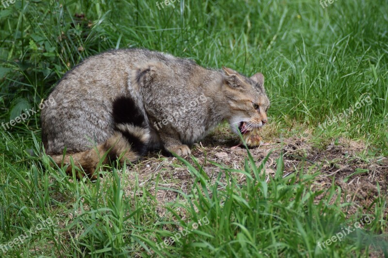 Mammal Animal Animal World Wildcat Free Photos