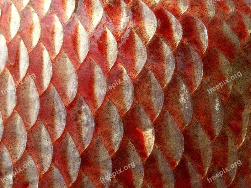 Texture Model Abstract No One Fish