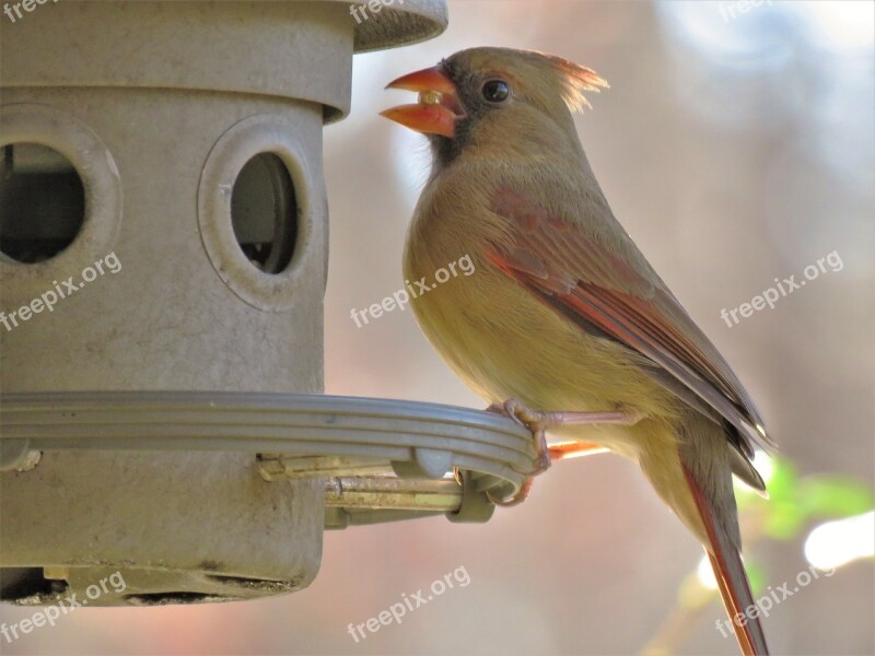 Bird Wildlife Nature Female Cardinal Song Bird