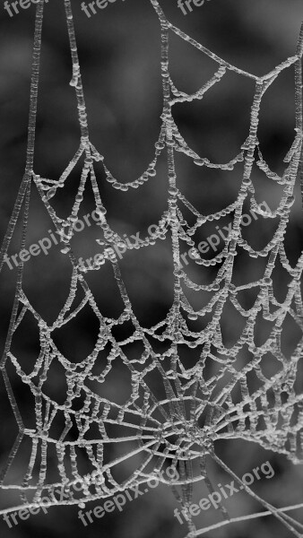 Spider Web Spin Cobweb Web Pattern