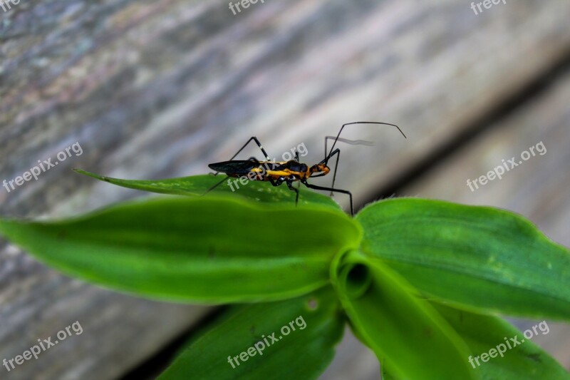 Leaf Insect Nature Plant Approach