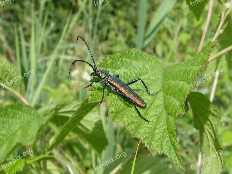 Nature Insect Leaf Plant Animals