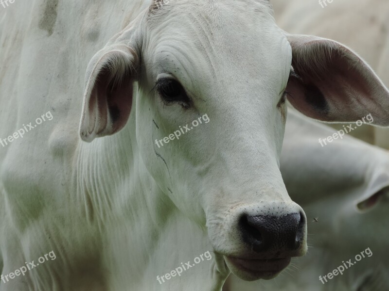 Animal Nature Mammals Portrait Rural Area