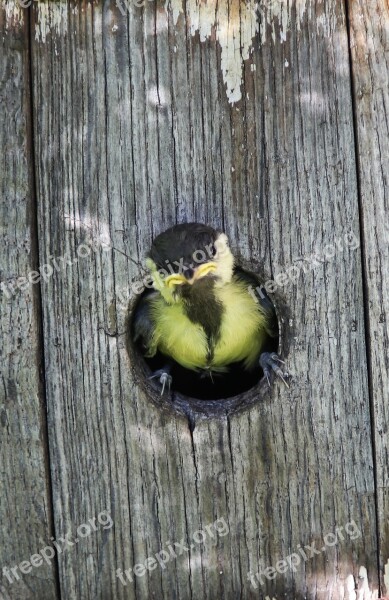 Tit Young Tit Nature Free Photos