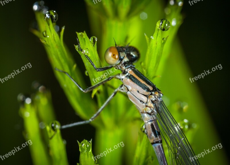 No One Insect Nature Outdoors Dragonfly