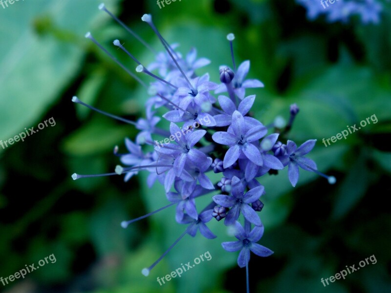 Flower Nature Garden Petal Flowers