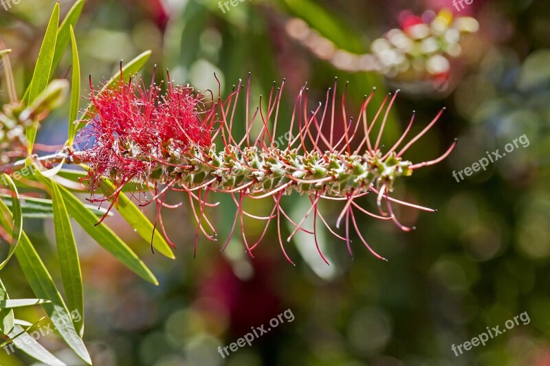 Nature Flora Flower Garden Leaf