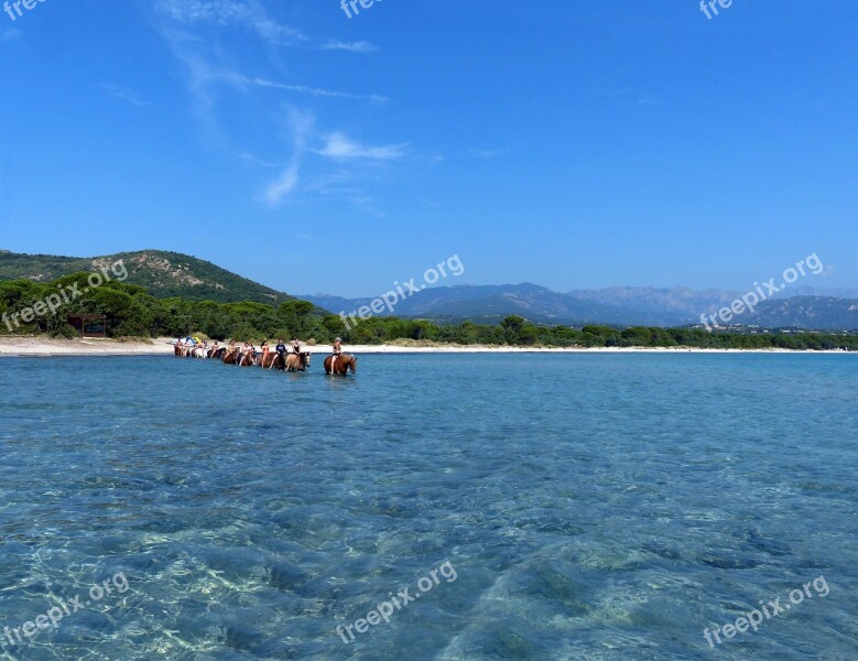 Horses Bathing Sea Blue Transparent