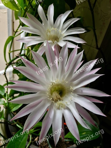 Pink Flower White Petals Flower Petals Garden