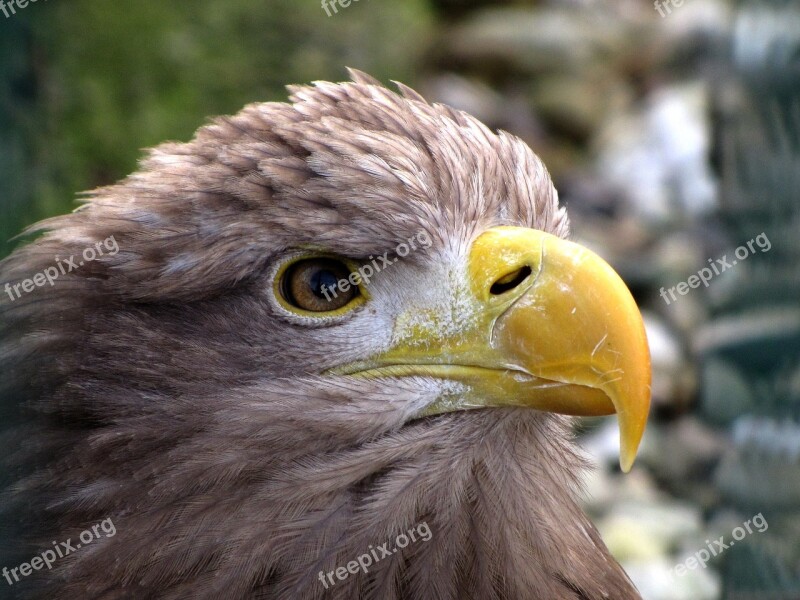 Animal World Bird Of Prey Adler Prey Bird