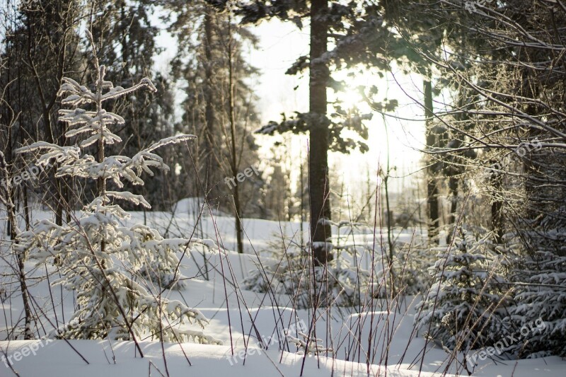 Forest Nature Trees Winter Snow