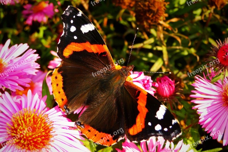 Nature Insect Butterfly Day Summer At The Court Of