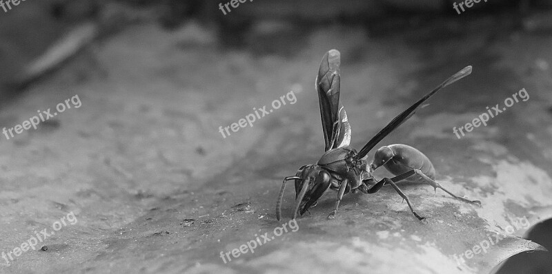 Nature Monochrome Outdoors Insect Invertebrate