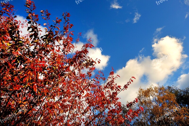 Tree Tree Top Foliage Autumn Foliage Autumn Leaves