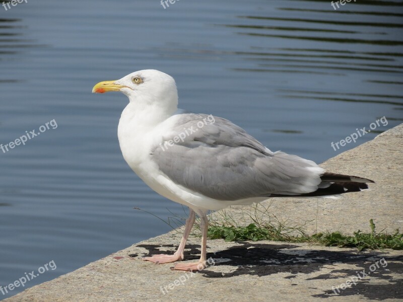 Herring Gull Stralsund Port Seagull Baltic Sea