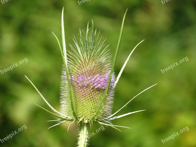 Wild Teasel Flowers Plant Dipsacus Fullonum Grassland Plants