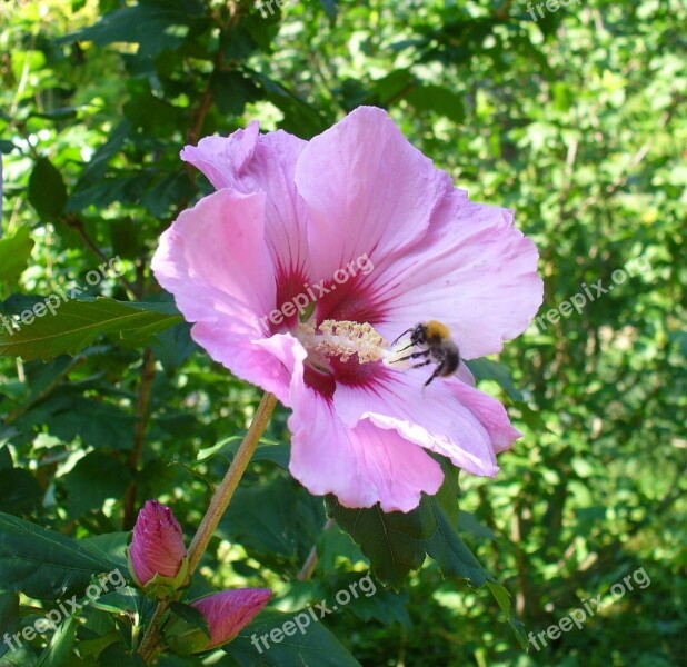 Flower Plant Nature Garden Leaf Plants