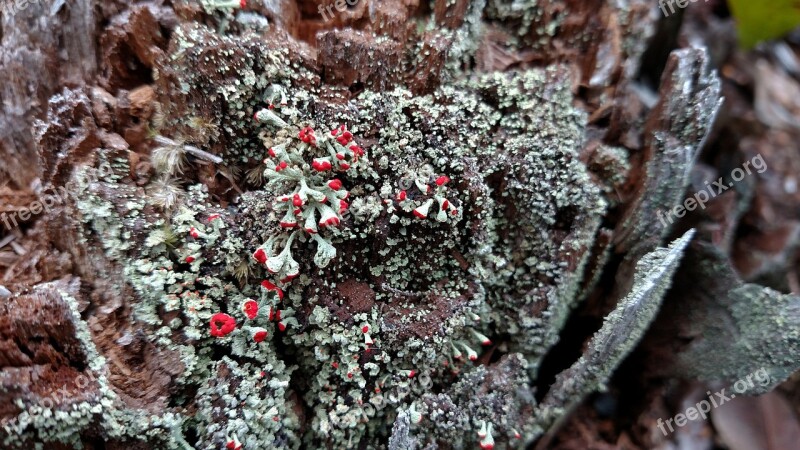 Nature Winter Lichen Stump Free Photos