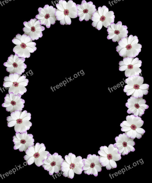 Frame Border Oval White Flower Free Photos