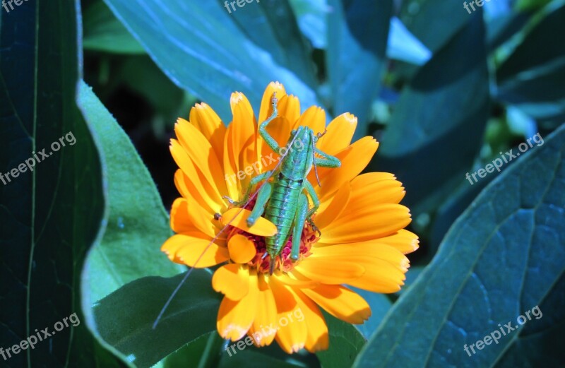 Nature Plant Flower Summer Leaf