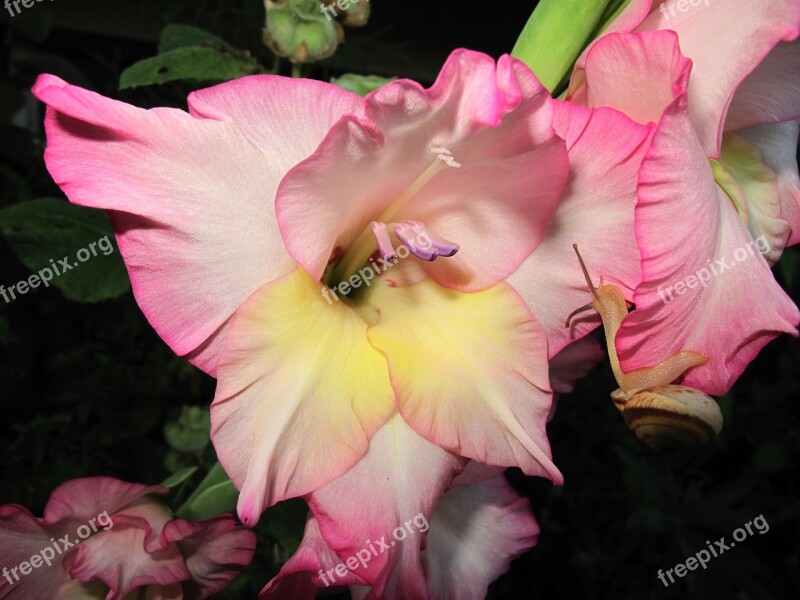 Flower Plant Nature Garden Leaf