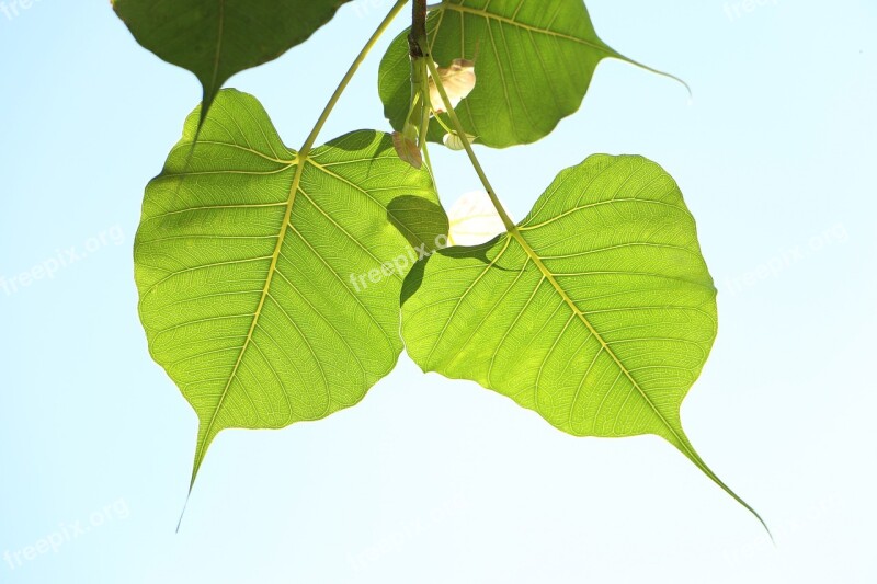 Leaf Flora Nature Growth Desktop