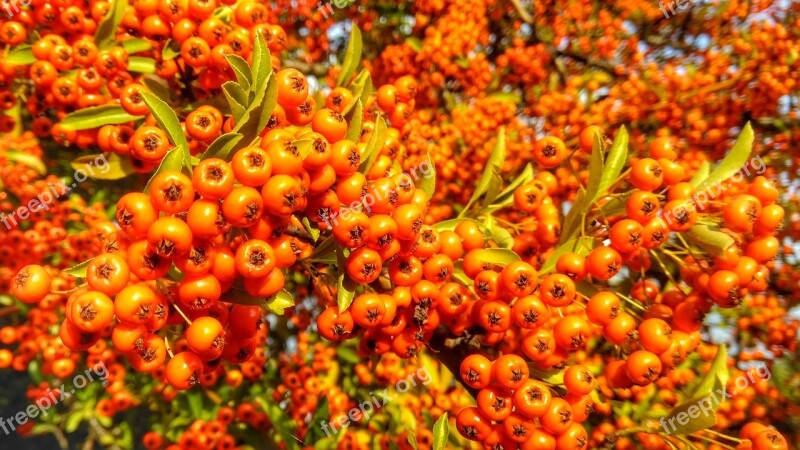 Nature Berries Fruits Autumn Wild Berries