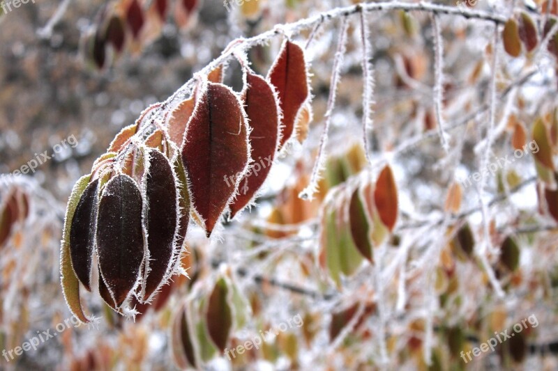 Winter Leaves Branch Nature Cold