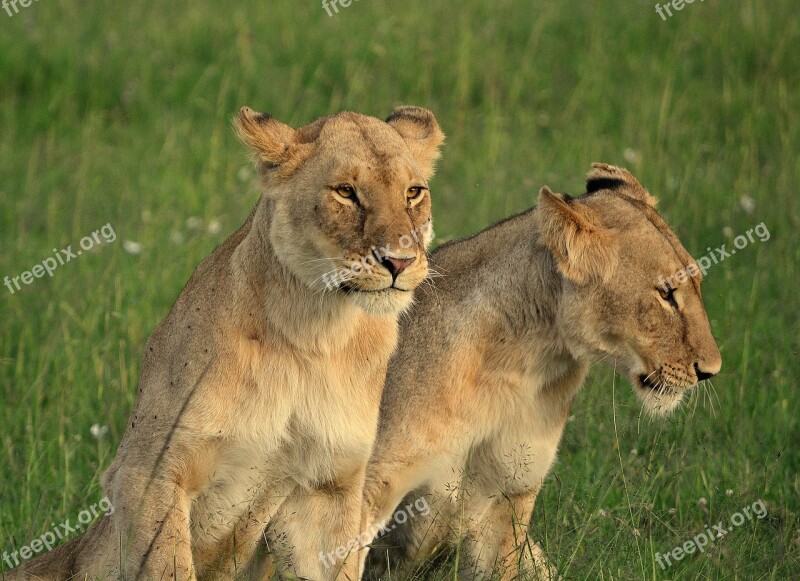 Lioness Animal Africa Wilderness Nature