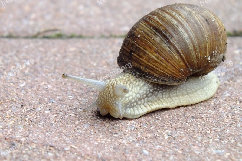 Snail Shellfish Land Snail Free Photos