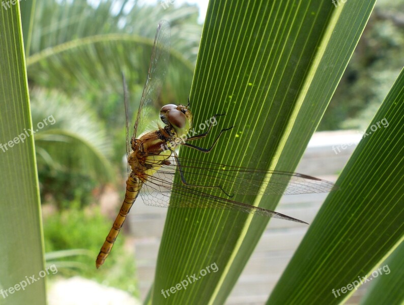 Dragonfly Leaf Green Animal Nature