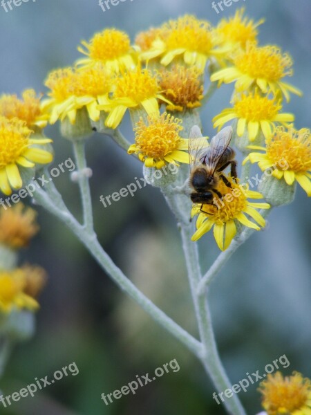 Nature Flower Plant Summer Hayfield