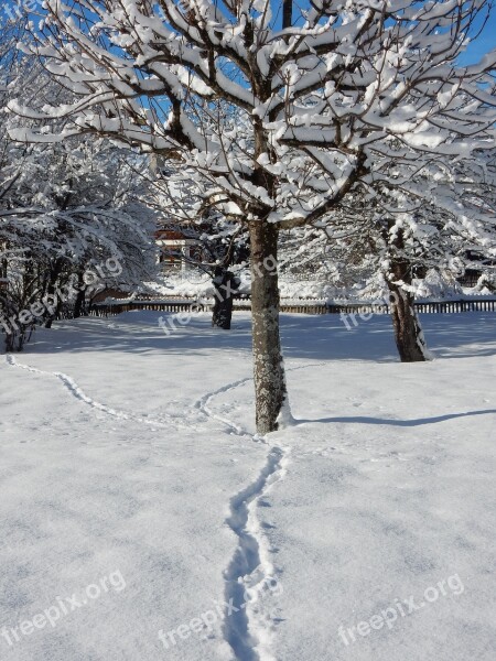 Winter Snow Frost Cold Snowy