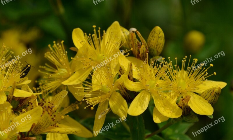 Flower Plant Yellow St John's Wort Herb