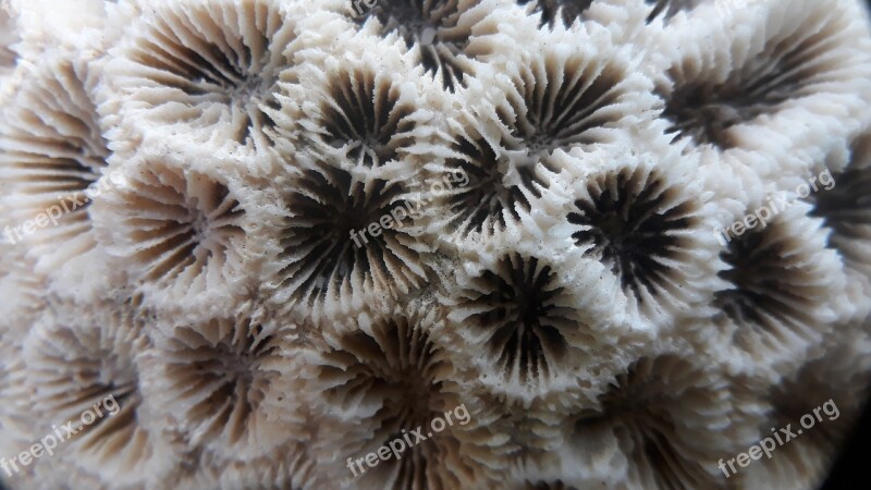 Nature Coral Sea Closeup Desktop