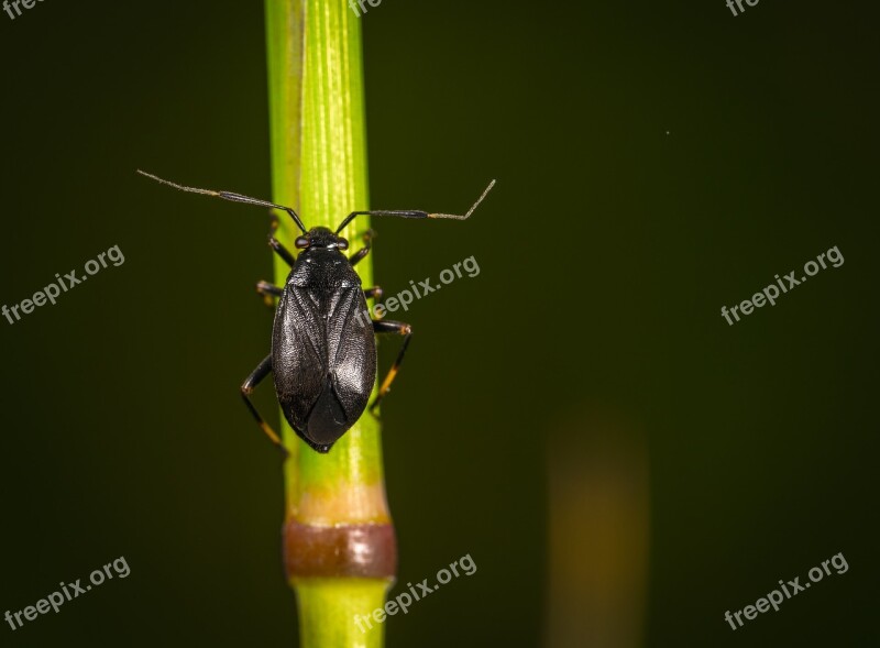 Insect Nature No One Living Nature Beetle